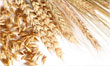 Grains